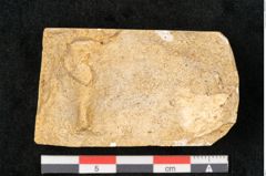 Foto (Detailansicht) von Acer pseudoplatanus L. (NHMW-GEO-2024-0188-11621)
